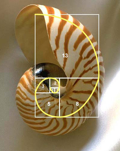 The golden number – the Fibonacci sequence – the Golden ratio in the ...