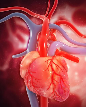 Heart regeneration: scientists uncloak one of nature’s deepest secrets ...