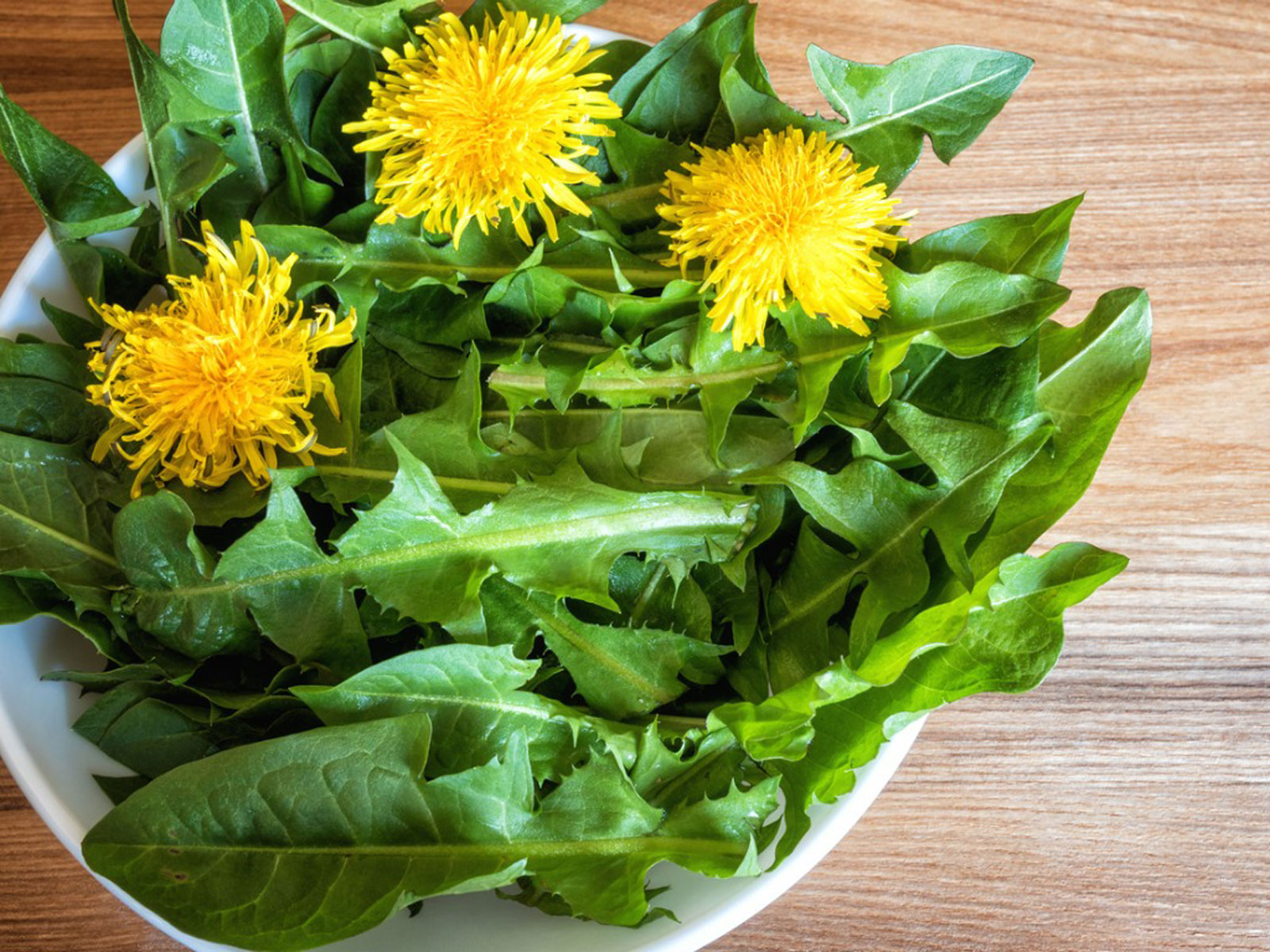 Dandelion Health Benefits You Can Grow Dandelions Indoors Yogaesoteric