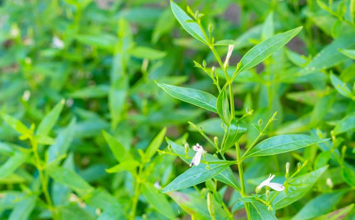 Thai government approves green chiretta medicinal plant as treatment ...
