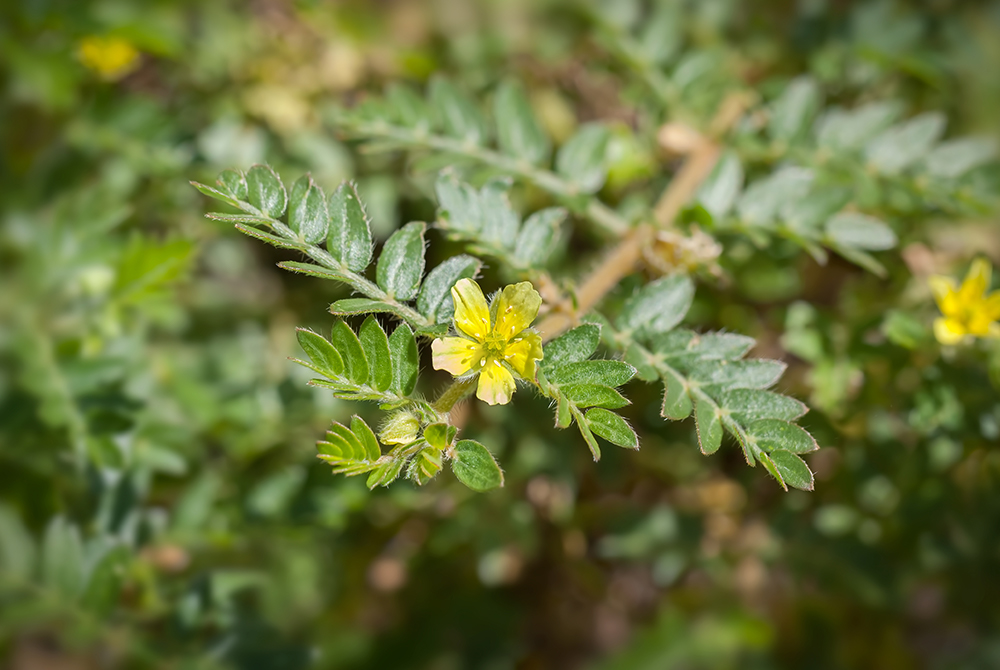 4 benefits of Tribulus terrestris for women YogaEsoteric