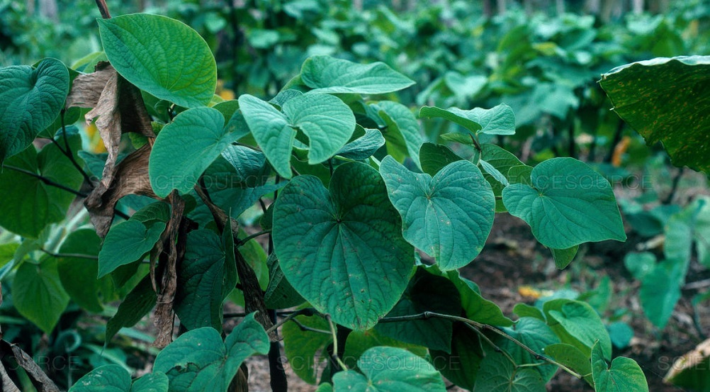 What you need to know about the benefits and safety of kava kava for