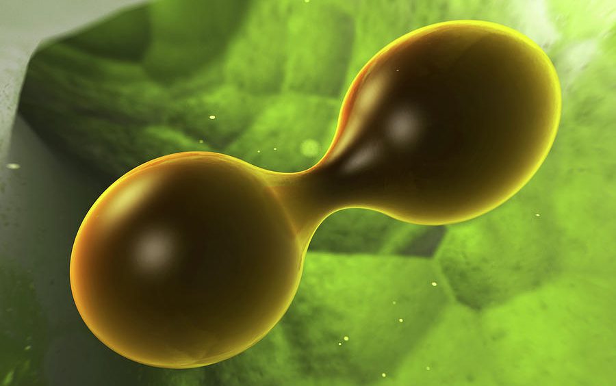 How plant stem cells renew themselves a cytokinin story YogaEsoteric