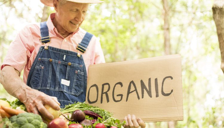 Senior adult male farmer harvests organic vegetables from farm.