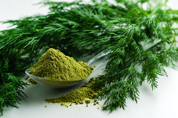 Science-backed health benefits of the ancient plant DILL – YogaEsoteric