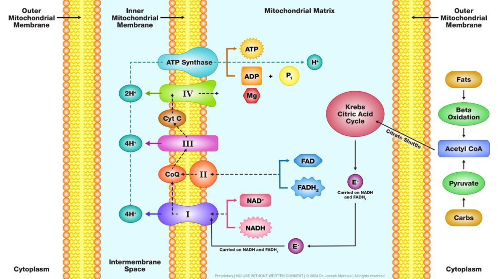The Engine of Life — Understanding Mitochondrial Energy Production ...